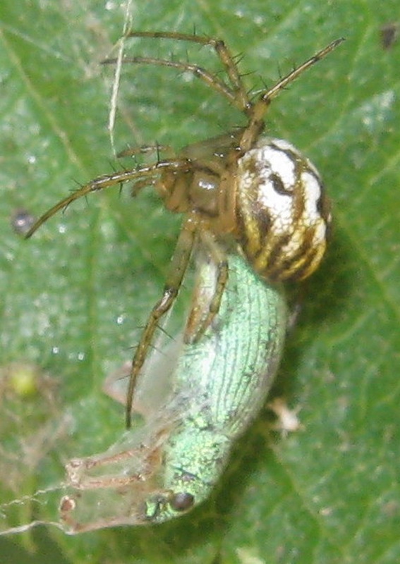 Mangora acalypha con  curculionide